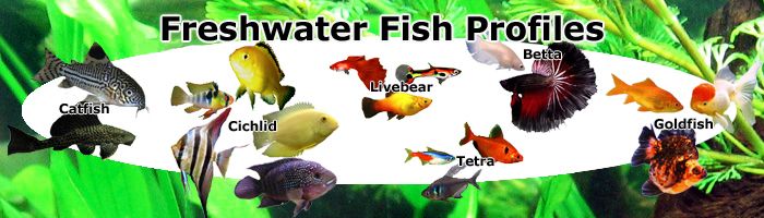Freshwater aquarium fish health and disease prevention guide